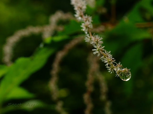 Boehmeria japonica