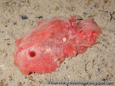 Crawford's Nudibranch (Discodoris crawfordi)