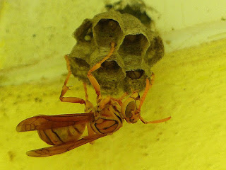 Polistes olivaceus - Guêpe jaune de la Réunion