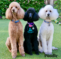 Poodle pets12