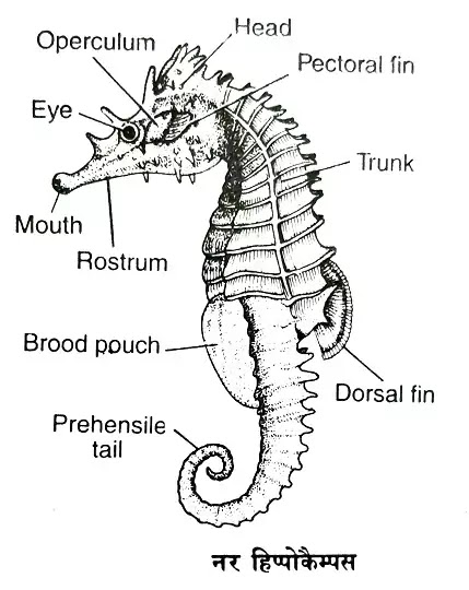 समुद्री घोड़ा (अश्वमीन–हिप्पोकैम्पस (Hippocampus):वर्गीकरण, लक्षण, चित्र का वर्णन|hindi