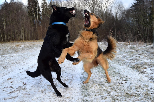 Black German Shepherd