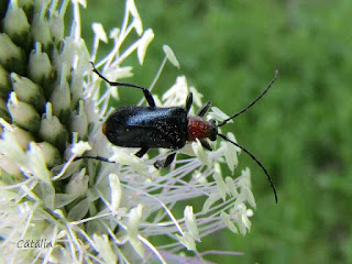 Dinoptera collaris IMG6528