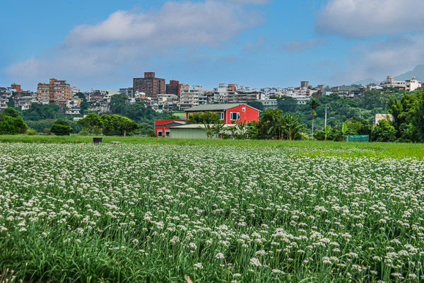 桃園大溪韭菜花田崁津大橋旁紅色小屋搭配白色韭菜花海好像來到國外