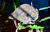 chameleon at Bannerghatta National Park, #traveldiary1234
