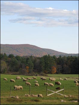 sheep, mountains