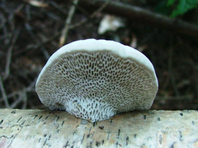 Trametes gibbosa