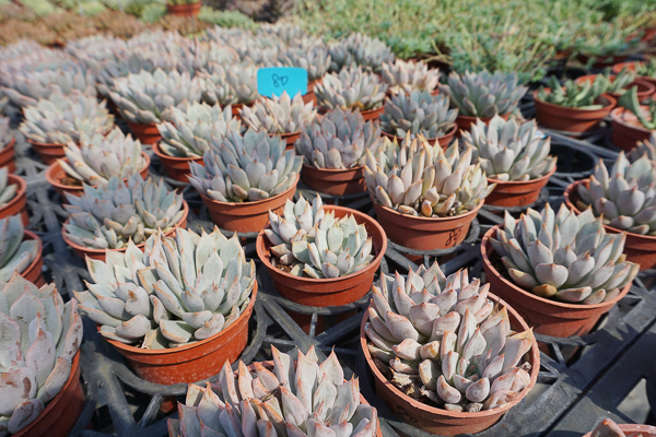 彰化田尾荷蘭花園多肉好好買植感靚花園，地中海風格多肉庭園