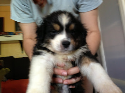 Australian Shepherd - puppy male Tri Black