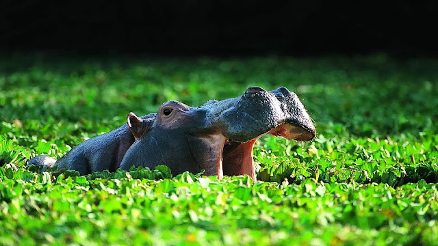 Hippo