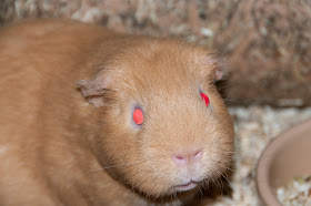 Red eyed guinea pig