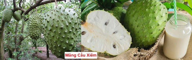 CÂY THUỐC TRỊ BỆNH THÔNG DỤNG - MÃNG CẦU XIÊM