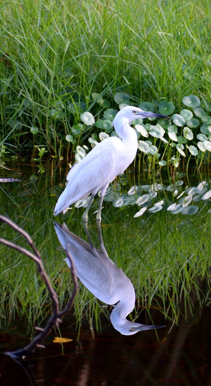 Picture of a white egret reflection.