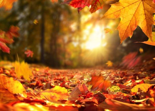 autumn-pictures-nature-autumn-photos-whatsapp-status