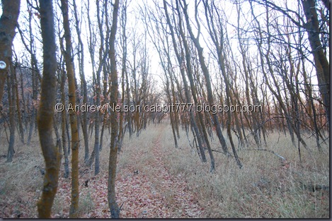 DSC_0411 DSC_0411