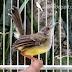 Ciblek Kristal : Ciblek Kristal Gacor Narung Ngebren Bird Animals Parrot / Johan kicau 299.020 views3 year ago.