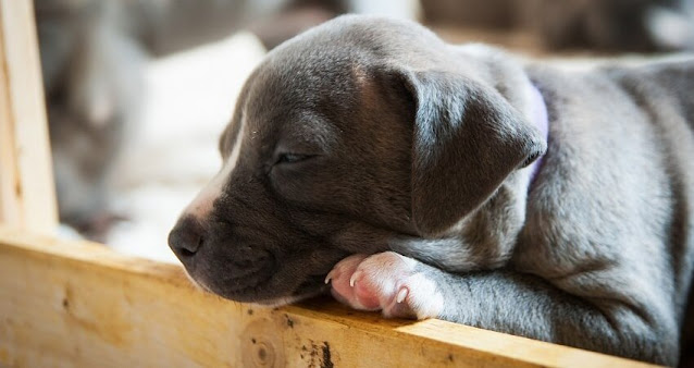 porque mi perro duerme con los ojos abiertos