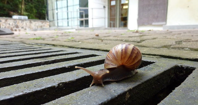 How snail shells are made, some beautiful, strange and weird factoids