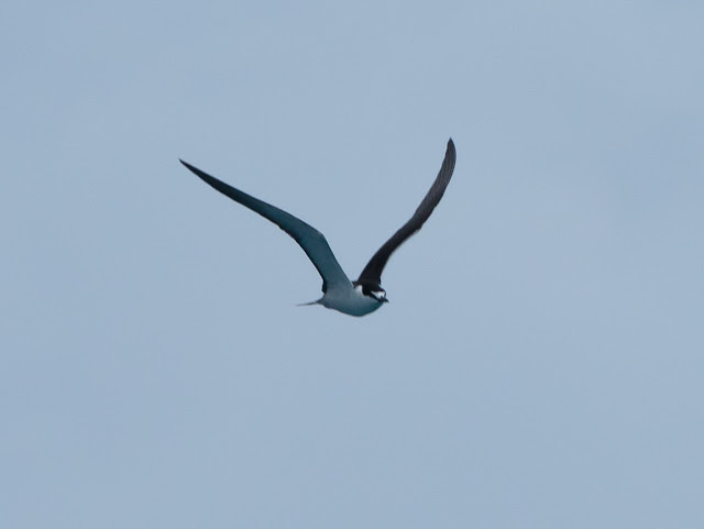 Sooty Tern - Dry Tortugas, Florida