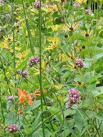Rudbeckia subtomentosa 'Henry Eilers' (Sweet Coneflower) and Tall Verbena at the Toronto Botanical Garden's Westview Terrace by garden muses--not another Toronto gardening blog