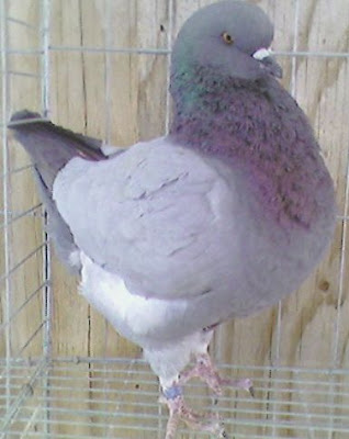 King Pigeon