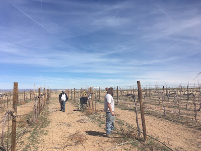  Franklin J Thomas, Research Lab Technician, supervising collection of pruning weight data collection.  