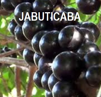 Anim Agro  Technology JABUTICABA ITU BUAH  APA 