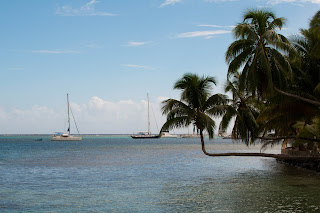 sideways growing palm tree