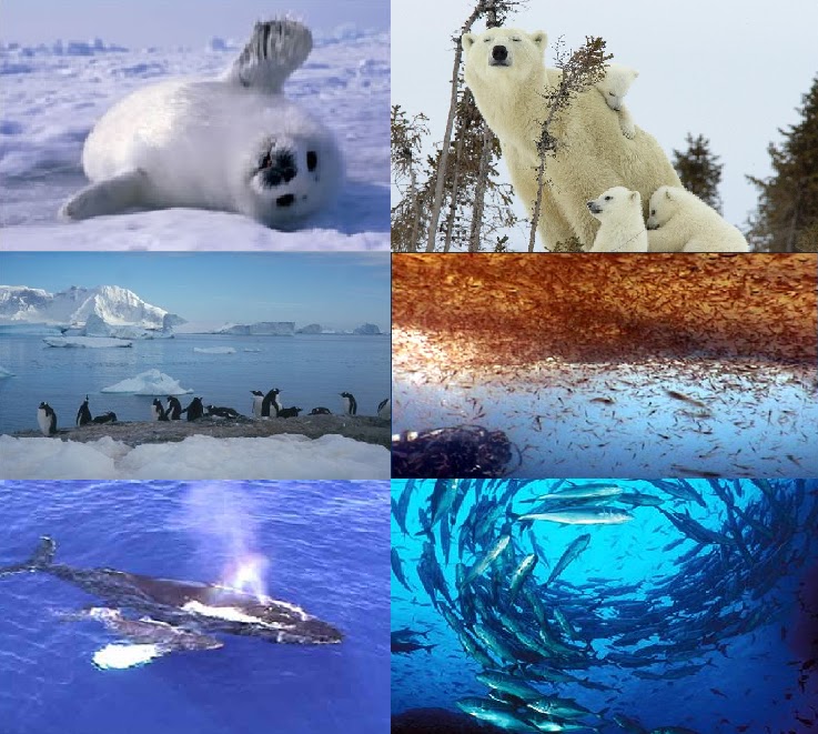 ecosistema polar Sus animales