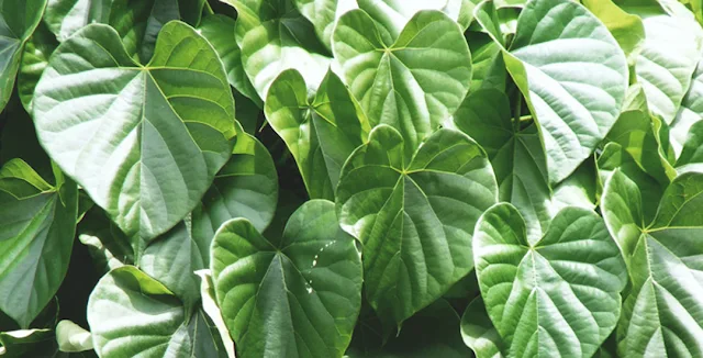 Gurjo  Giloy - Medicinal Plants Of Nepal