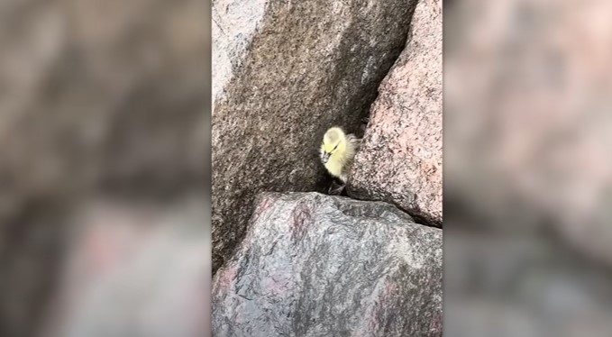 Small duckling is stuck in rocks - Photo from video