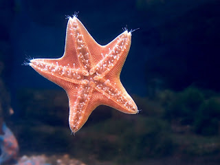 pink star (11)
