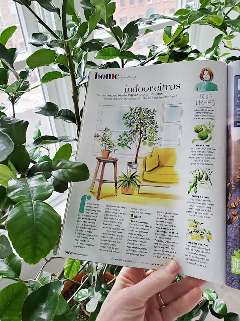 Magazine article about citrus trees