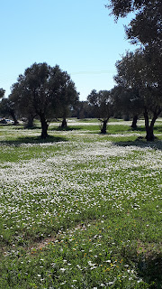 Margaridas ao pé de oliveiras