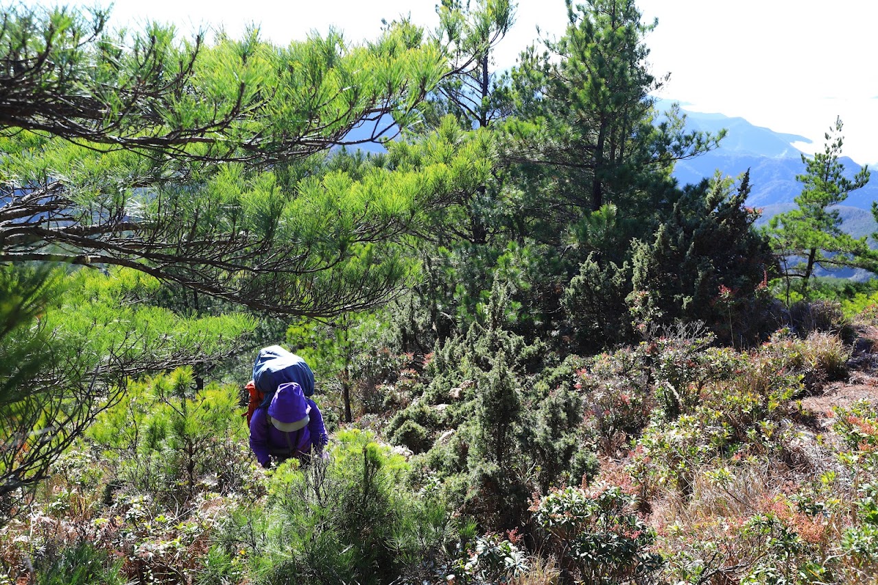 卑南東稜沿途稜線長滿很多高山植物行進困難