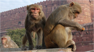 Rhesus maymunları