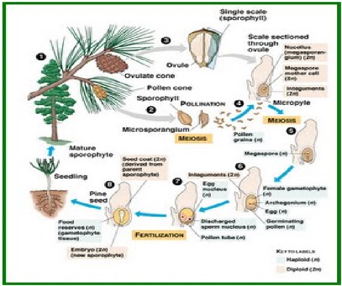 BIOLOGI GONZAGA: GYMNOSPERMAE BERBIJI TERBUKA