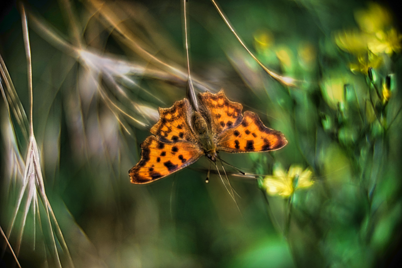 Täglich ein Bild — 17.06.2022 — 168.Tag — Bild #168 — Hurra, mein erster Schmetterling