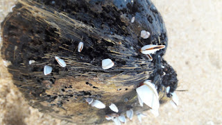 Live sea shells