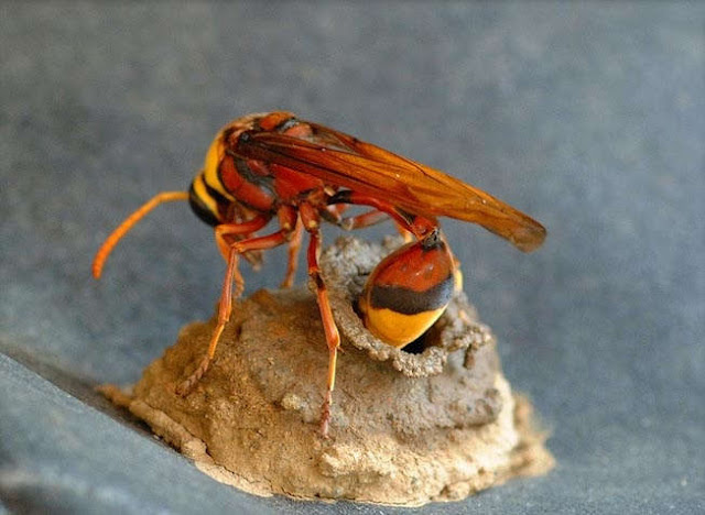 How wasps build their nests, wasp nest, how wasps make nests