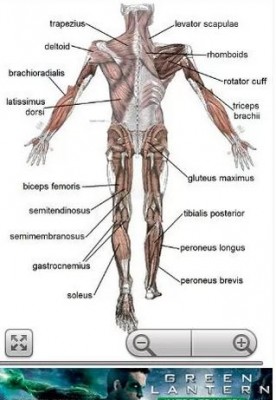 تطبيق Human Anatomy لطلاب كلية الطب لمذاكرة التشريح