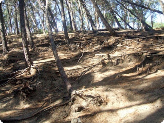 bosque energetico miramar5