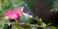 Bananaquit – Bahamas – Jan. 2012- photo by Matt MacGillivray