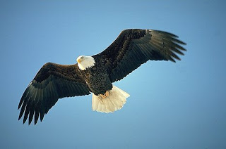 الصقر eagle