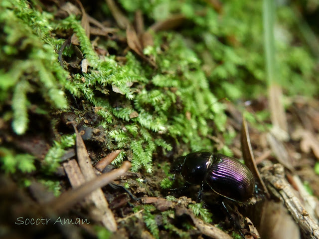 Geotrupes auratus