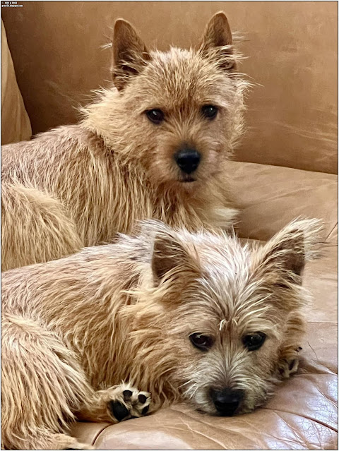 norwich terrier