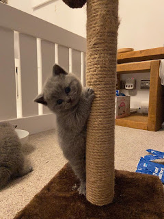 british shorthair kittens