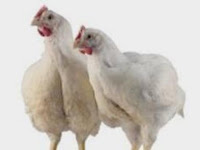 Cara Menghilangkan Mreki Di Kandang Ayam
