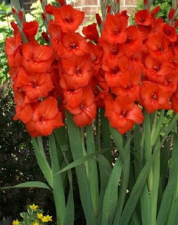 Umbi Gladiol Merah