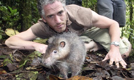 Tikus Sebesar Anjing Gede